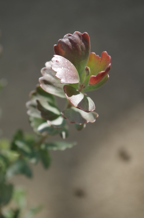 IMGP9163