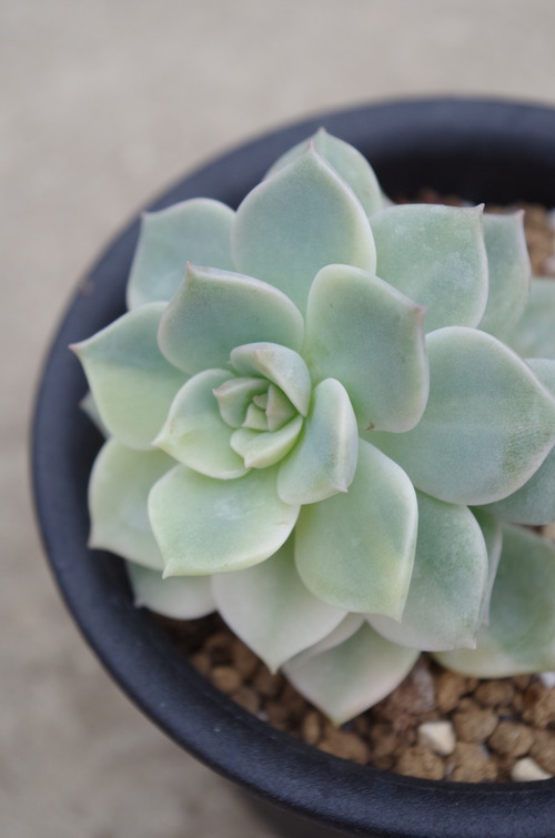 IMGP0364