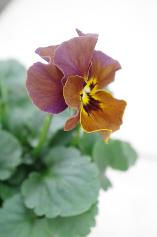 IMGP0342