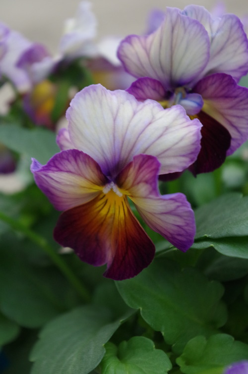 IMGP9785