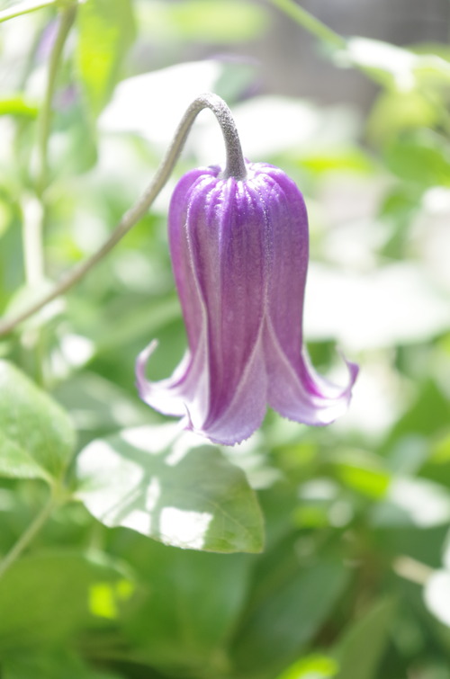 IMGP6096