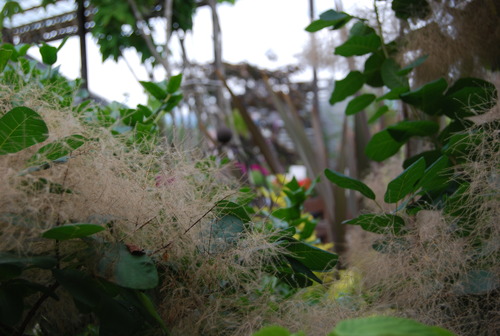 DSC_0781
