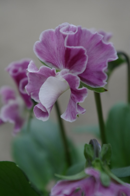 IMGP9796