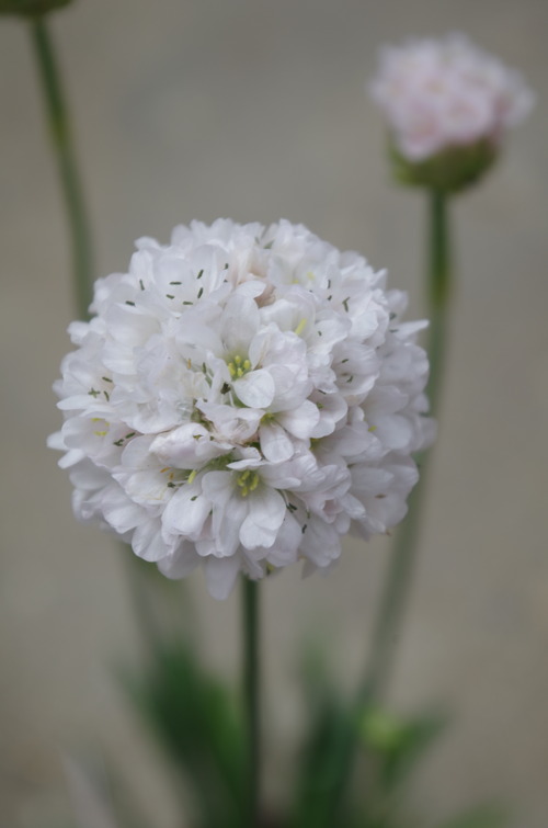 IMGP6045