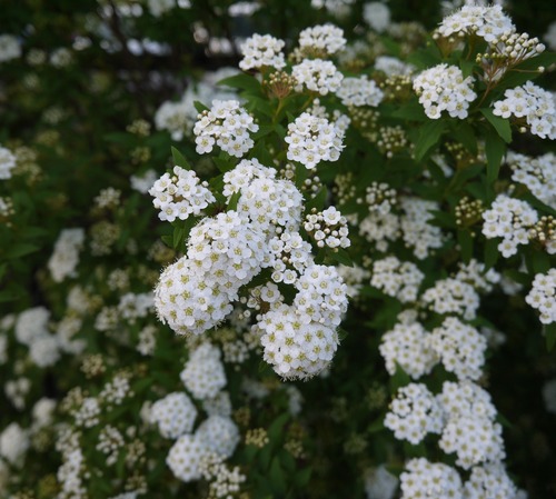 P1500103