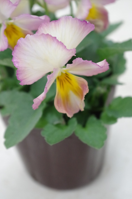 IMGP0344