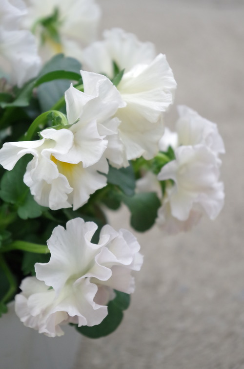 IMGP0334