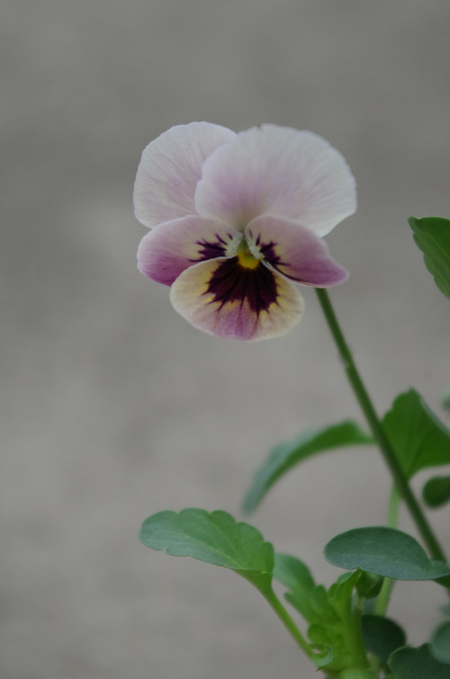 IMGP9791