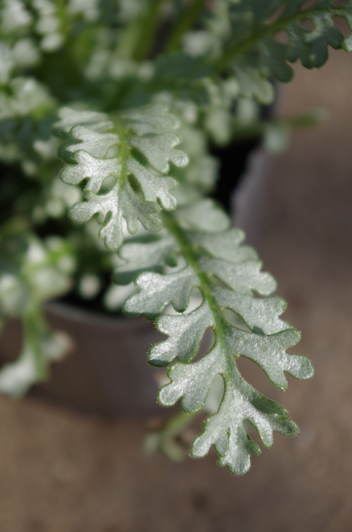 IMGP0225