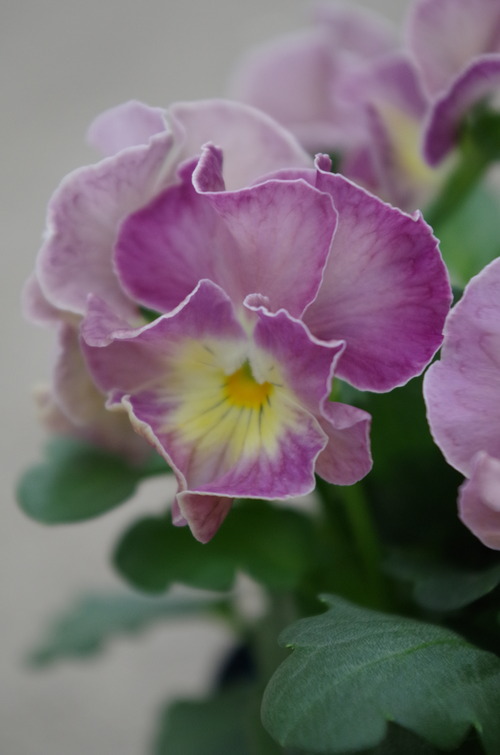 IMGP9775