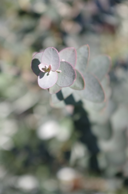 IMGP0295