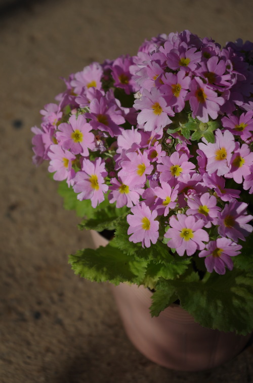 IMGP0263