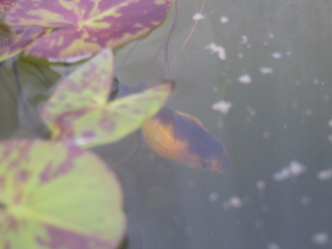DSCN5947