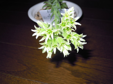 DSCN5925