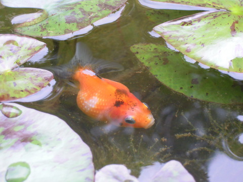 DSCN5943
