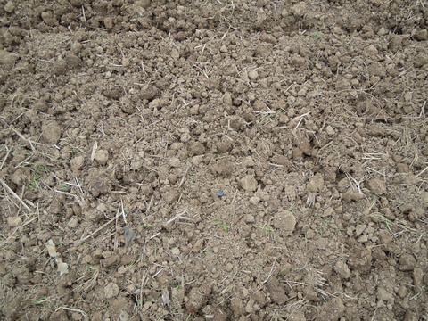 DSCN5770