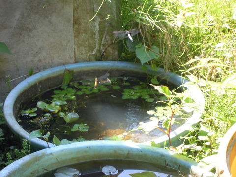 DSCN5812
