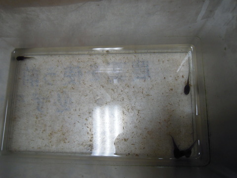 DSCN8081