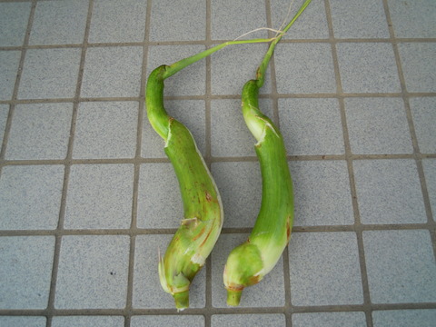 DSCN7771