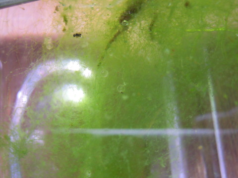 DSCN5846