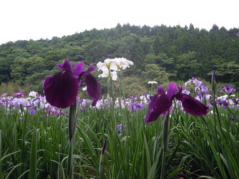 DSCN6356