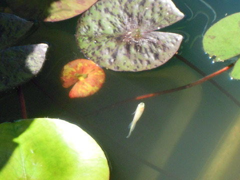 DSCN5818