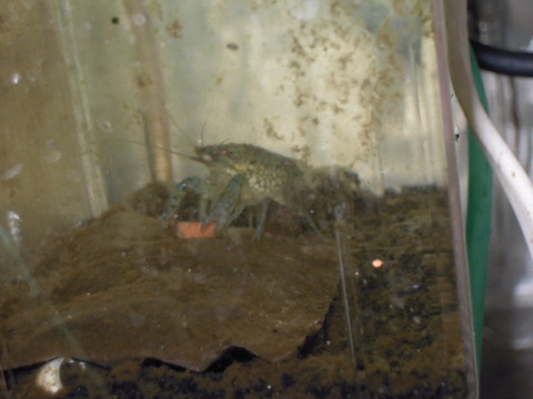 DSCN5995