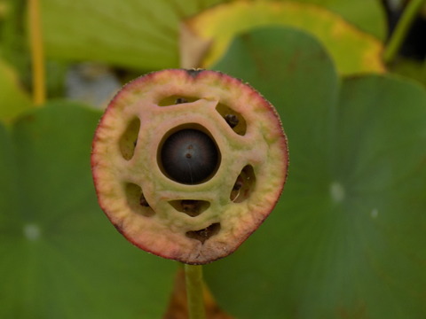 DSCN0638