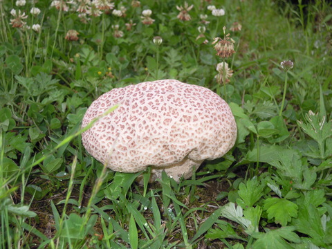 DSCN6162