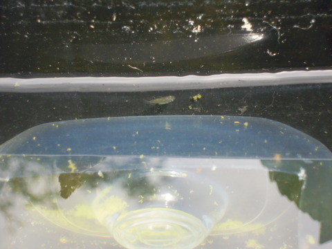 DSCN7052