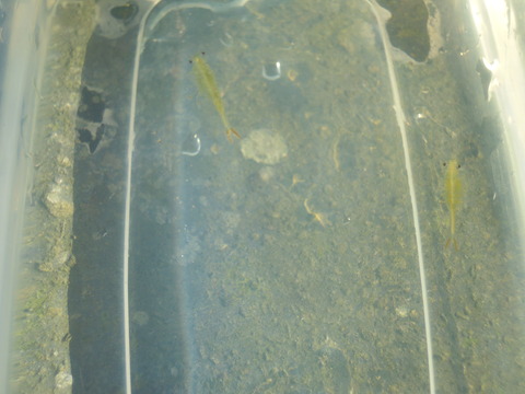DSCN5985