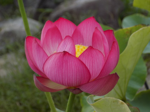 DSCN0452