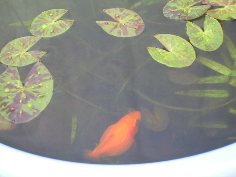 DSCN6742