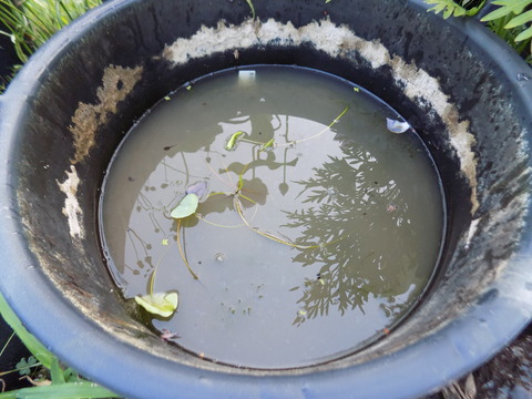 DSCN0603