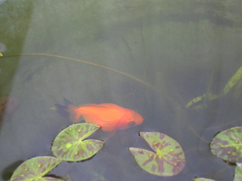 DSCN6743