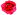薔薇