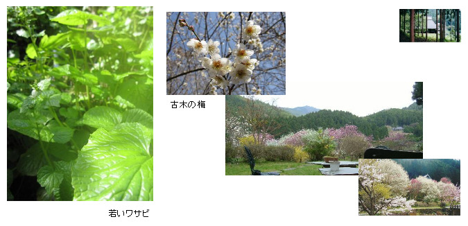 yurakidayori01