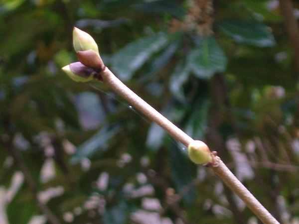 DSCF0661