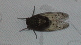 1701c508.jpg