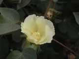 綿白花