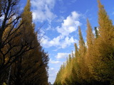 外苑銀杏並木4