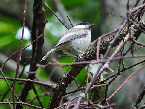ハシブトガラの