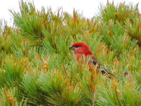 ���󥶥�ޥ����Υ���