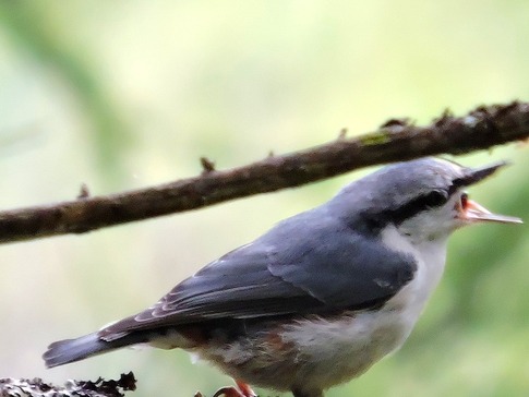 ゴジュウカラの
