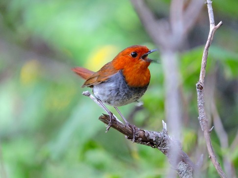 ���ޥɥ�Υ����� (1)