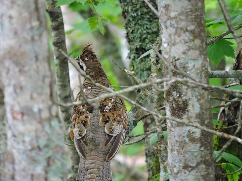 エゾライチョウのオス