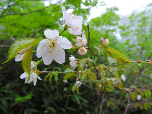 �ߥͥ�����