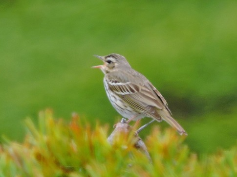 �����ӥ�����