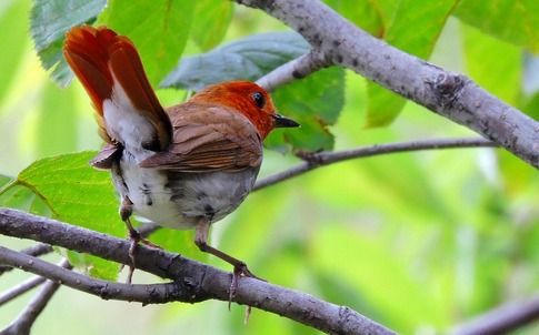 ���ޥɥ�Υ����� (3)