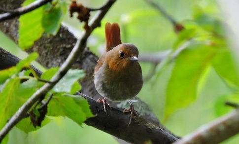 ���ޥɥ�Υ᥹ (2)